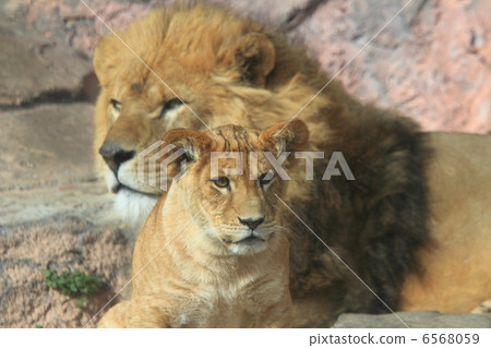 Lion family Lion family 6568059
