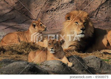 Lion family Lion family 6568073