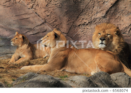 Lion family Lion family 6568074