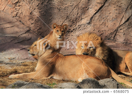 Lion family Lion family 6568075