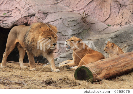 Lion family Lion family 6568076