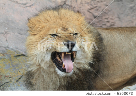Lion of King of Beasts Lion of King of Beasts 6568078