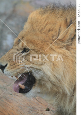 百獸之王的獅子 6568079