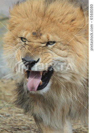 百獸之王的獅子 6568080