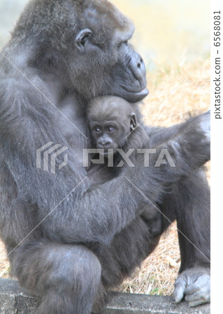 西大猩猩的母親和一個嬰兒 6568081