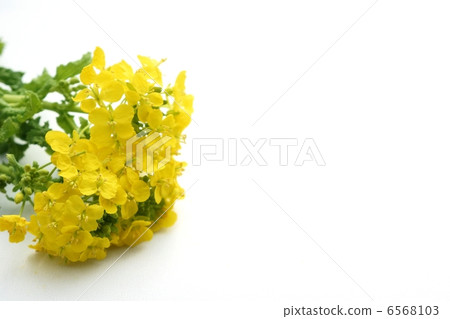 強姦開花 6568103