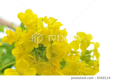 強姦開花 強姦開花 6568114