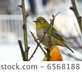 White-eye 6568188
