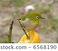 White-eye 6568190