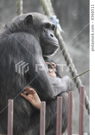 黑猩猩寶寶 6568511