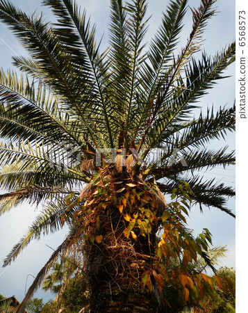 A coconut A coconut 6568573