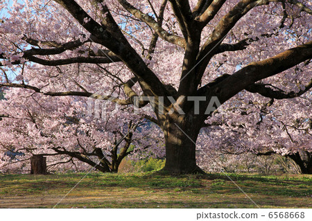 Ed Higanzakura of Nakagawa village · Ogusu castle ruins park Ed Higanzakura of Nakagawa village · Ogusu castle ruins park 6568668