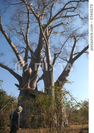 Comparison between Baobab's big tree and a human adult 6568879