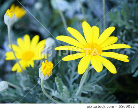 朱利葉斯黛西 6569052