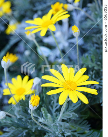 朱利葉斯黛西 6569053