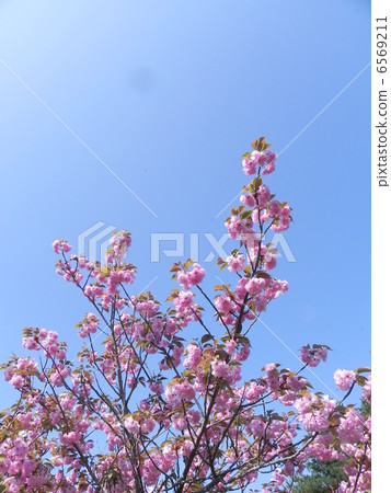 李子和藍天 6569211