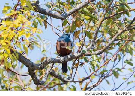 Sea bulbul Sea bulbul 6569241