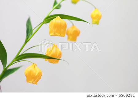 Orange Sandersonia 6569291