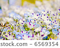 Flowers 6569354