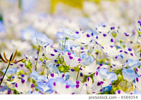 Flowers Flowers 6569354