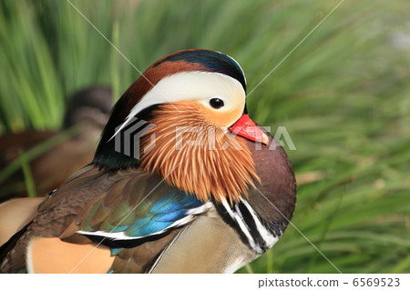 Inokashira Ginko Park的多彩候鳥Oshidori 6569523