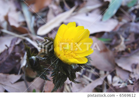 Fukuge Fukuge 6569612