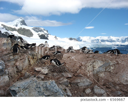 Summer in Antarctica · Parenting of penguins Summer in Antarctica · Parenting of penguins 6569667