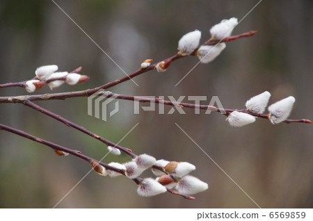 Frisode Yanagi 6569859