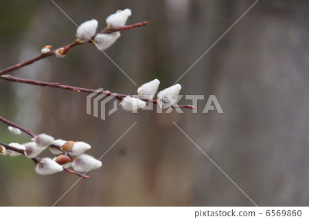 Frisode Yanagi 6569860