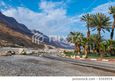 palm trees near road in Israel 6569954
