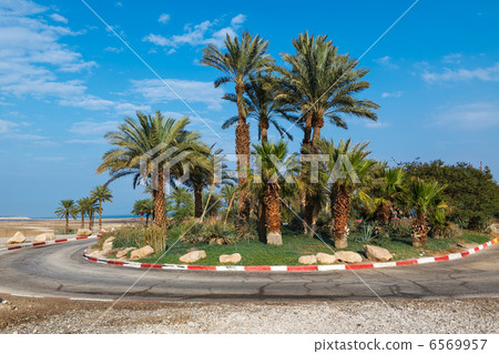 palm trees near road in Israel 6569957