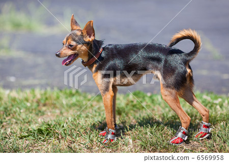 chihuahua in sneakers chihuahua in sneakers 6569958
