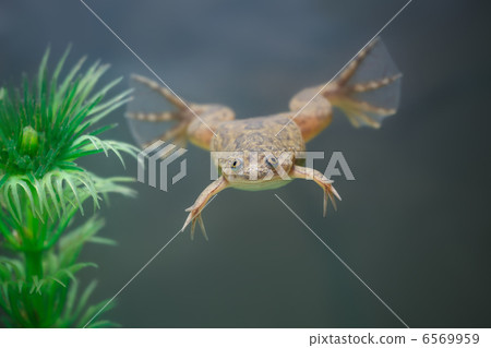 exotic yellow  frog swim in an aquarium 6569959