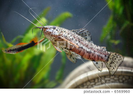 Aquarium small fishes ( Hoplosternum thoracatum) 6569960