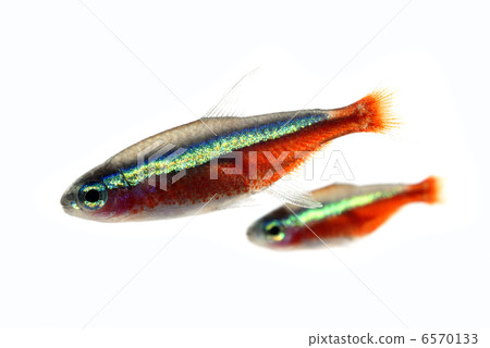 Cardinal tetra Cardinal tetra 6570133
