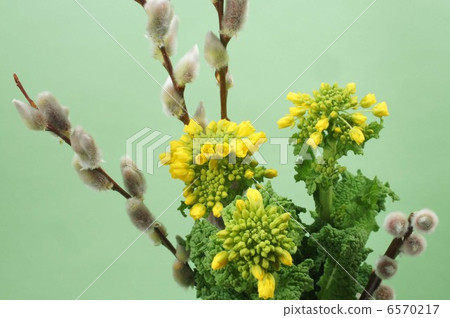 Nekonagi and rape blossoms 6570217