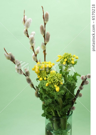 Nekonagi and rape blossoms 6570218