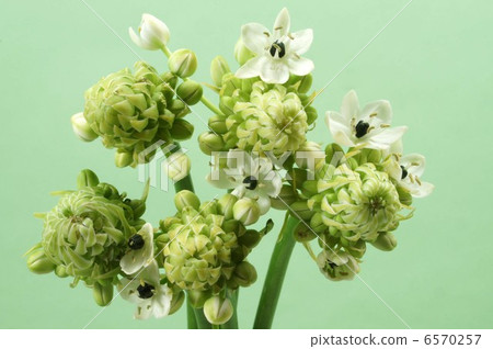 Ohnisogaram·桑德海 6570257