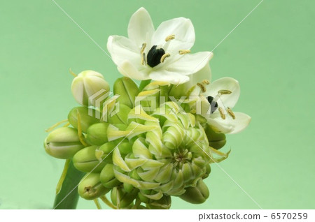 Ohnisogaram · Sander Sea 6570259