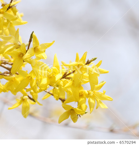 Forsythia 6570294