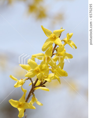 Forsythia 6570295