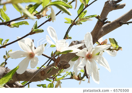 Kobushi Kobushi 6570300