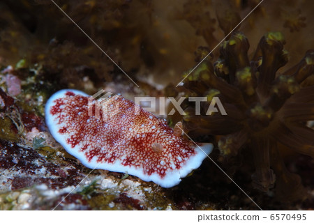 智利海鯛 智利海鯛 6570495