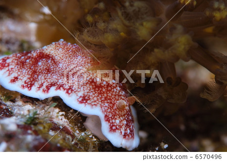 智利海鯛 6570496