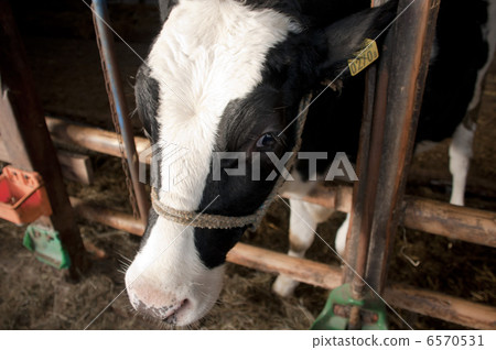 Hokkaido cattle Hokkaido cattle 6570531