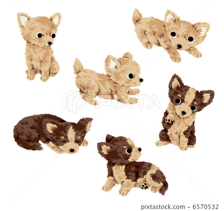 Cute dog Cute dog 6570532