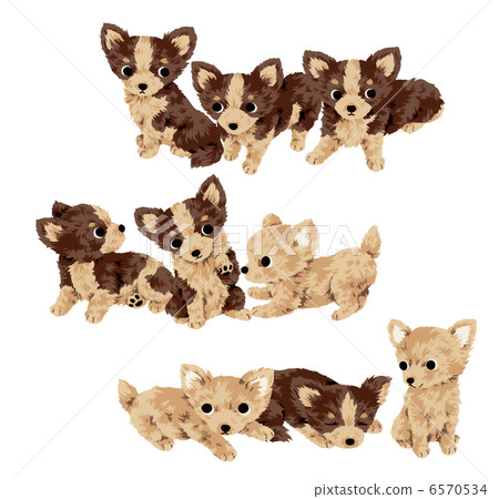 Cute dog Cute dog 6570534
