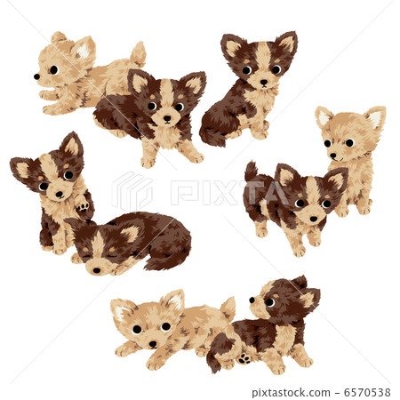 Cute dog Cute dog 6570538