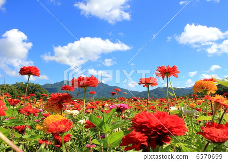 夏日的天空和貝絲 6570699