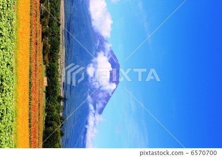 Mt. Fuji in the summer Mt. Fuji in the summer 6570700